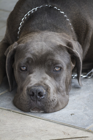 labrador retriverの写真素材