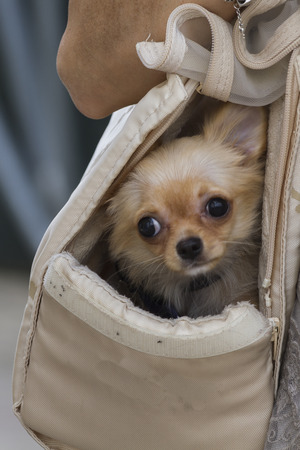 chihuahuaの写真素材