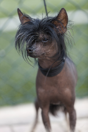 cocker spanielの写真素材