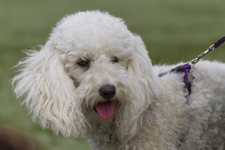 cute poodle
