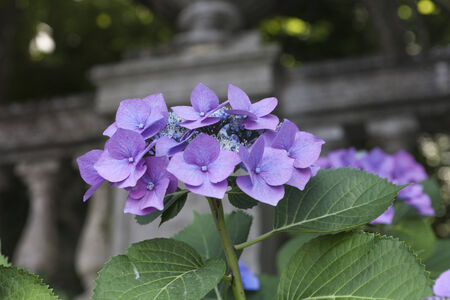hydrangea in the garden