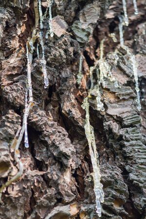 tree in the forestの写真素材