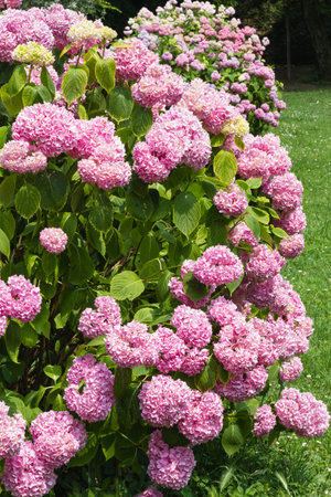 hydrangea in the garden