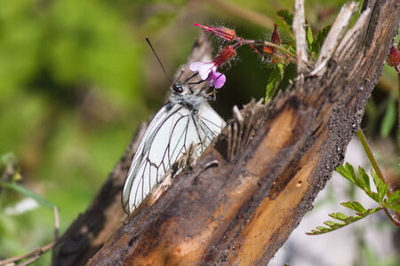 butterfliesの写真素材