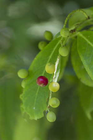 berries in the forestの写真素材