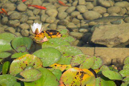 waterlily in the lake