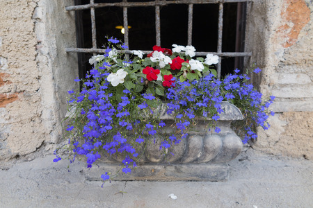 flower in the vaseの写真素材