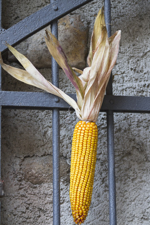 cob on gateの写真素材