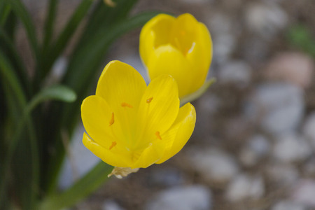 flower in springの写真素材