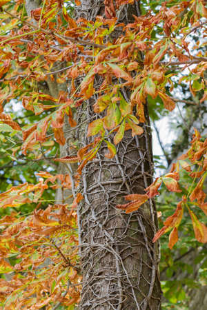 tree in springの写真素材