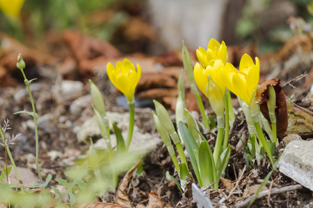yellow colchicum autumnalの写真素材