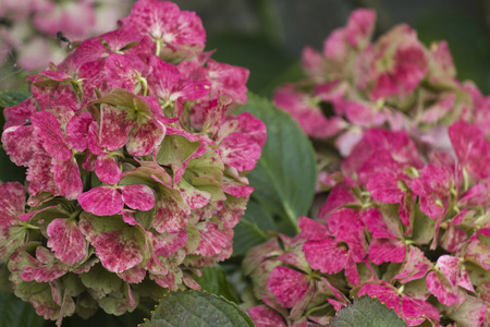 hydrangea in the garden
