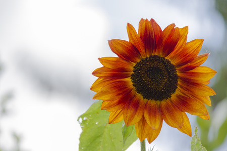 sunflower in the gardenの写真素材
