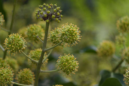 Flower tree in the forestの写真素材
