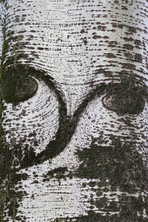 tree trunk