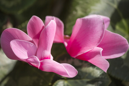 cyclamen in gardenの写真素材