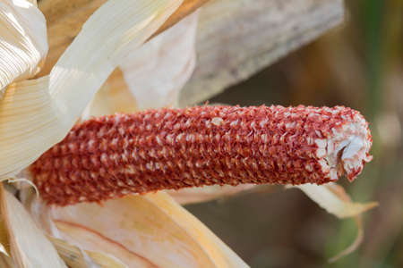 cob in summer