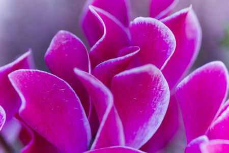 cyclamen in the gardenの写真素材