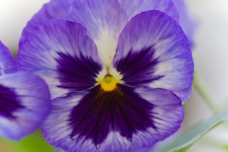 violet in the garden