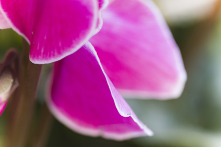 cyclamen in the gardenの写真素材
