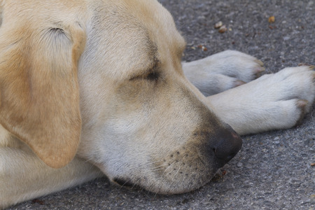 labrador retriverの写真素材
