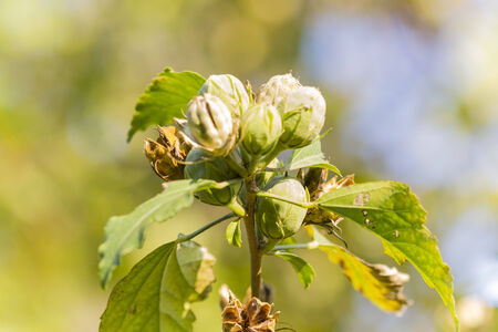 autumn leafの写真素材