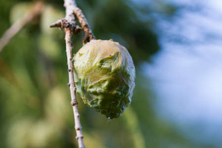 tree in autumnの写真素材