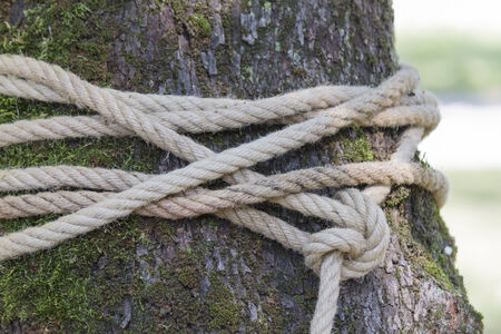 rope around the treeの写真素材