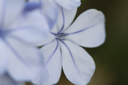 flower in the gardenの写真素材