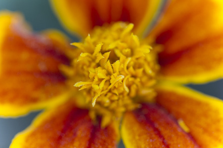 flower in the gardenの写真素材