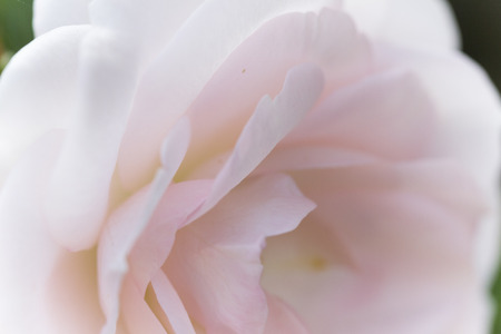 roses in the gardenの写真素材