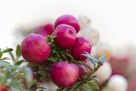 flower in the gardenの写真素材