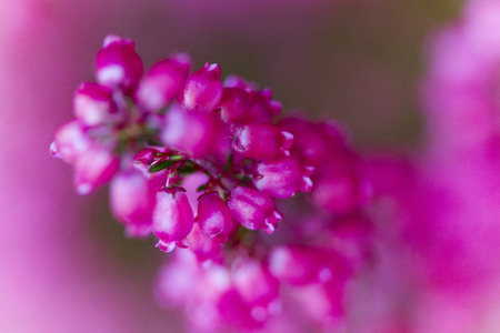 Briar in the gardenの写真素材