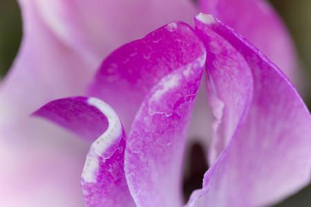 cyclamen in the gardenの写真素材