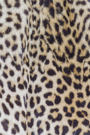 leopard furの写真素材