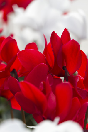 cyclamen in the gardenの写真素材