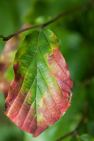 autumn leafの写真素材