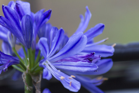 flower in the gardenの写真素材
