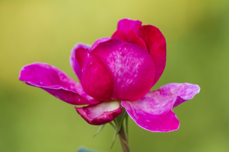 roses in the gardenの写真素材