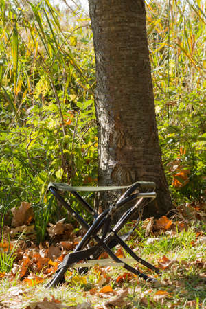 forest landscapeの写真素材