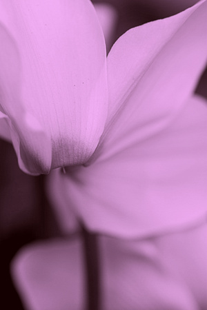 cyclamen in the gardenの写真素材