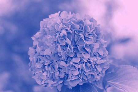 hydrangea in the gardenの写真素材