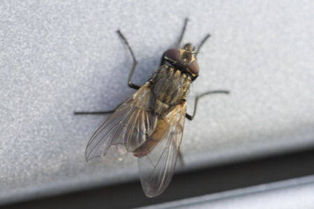 fly on carの写真素材