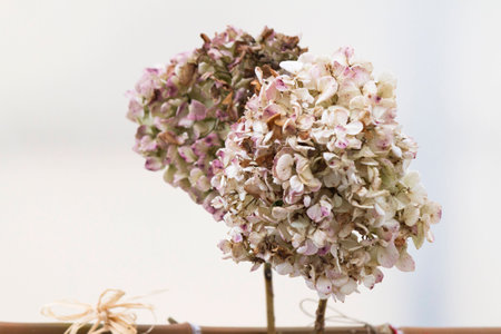 dried hydrangeaの写真素材