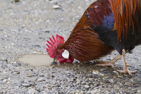 roosters in the farmの写真素材