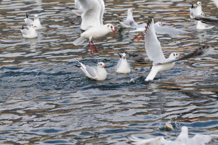 seagull on lake