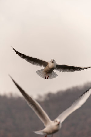 seagull on lake