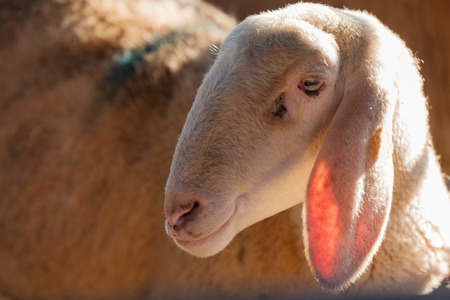 sheep foldの写真素材