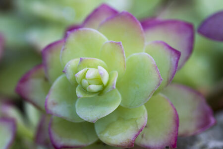 succulent plantの写真素材