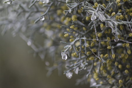 dew on pine trees in winterの写真素材